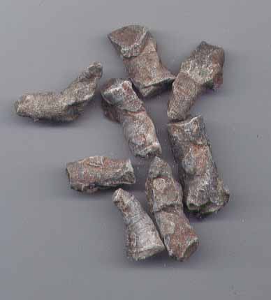 Fossil Coral can be part of your new fossil collection you get from a Dinosaurs Rock Dinosaur Birthday Party Fossil Dig.