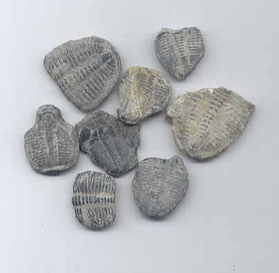 These Genuine Fossil Trilobites are over 500 Million Years Old and Can Be Found In Your Dinosaurs Rock Birthday Party Fossil Dig.