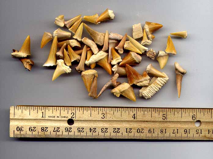 Genuine Fossil Shark Teeth can be found in your Dinosaurs Rock Dinosaur Birthday Party Dig.