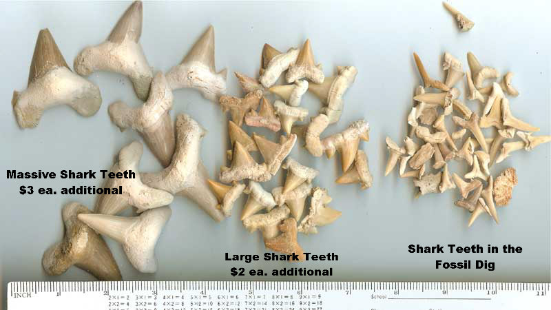 pictures of sharks teeth