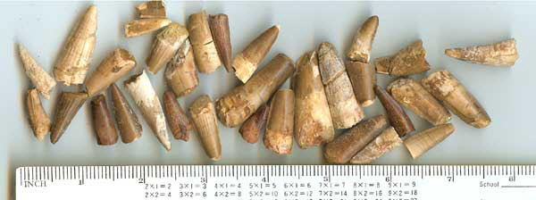 Genuine Dinosaur Teeth can be added to your Fossil Dig at your next Dinosaurs Rock Dinosaur Birthday Party. Genuine Dinosaur Teeth can be added to your Fossil Dig at your next Dinosaurs Rock Dinosaur Birthday Party.
