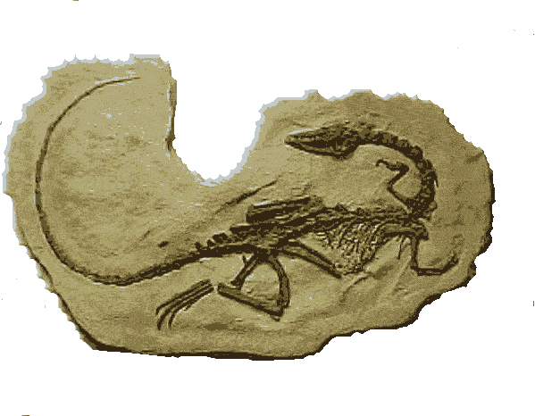 Life Size Coelophysis - the oldest full skeletal dinosaur ever found.