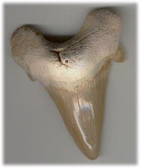 Huge Shark Tooth Necklace you make at your next EXTREME Dinosaurs Rock Dinosaur Birthday Party.
