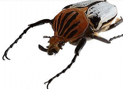 Giant Beetles will gross out your guests at your EXTREME Dinosaurs Rock Dinosaur Birthday Party. Giant Beetles will gross out your guests at your EXTREME Dinosaurs Rock Dinosaur Birthday Party.